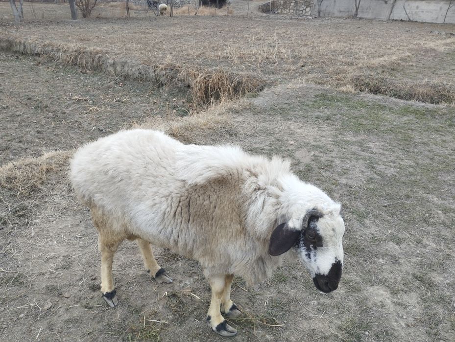 Мол куйлла сотилади