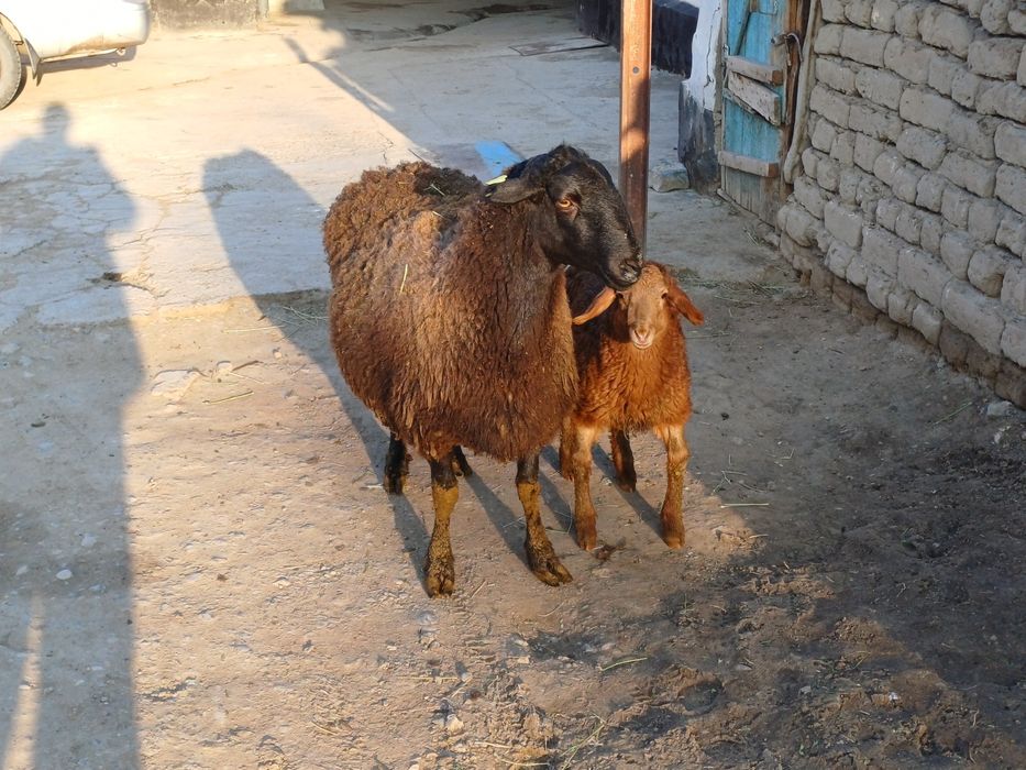 Еркек қозы сатылады