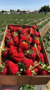 Vand stoloni de capsuni soiul magic și afine la ghiveci  soiul Duke