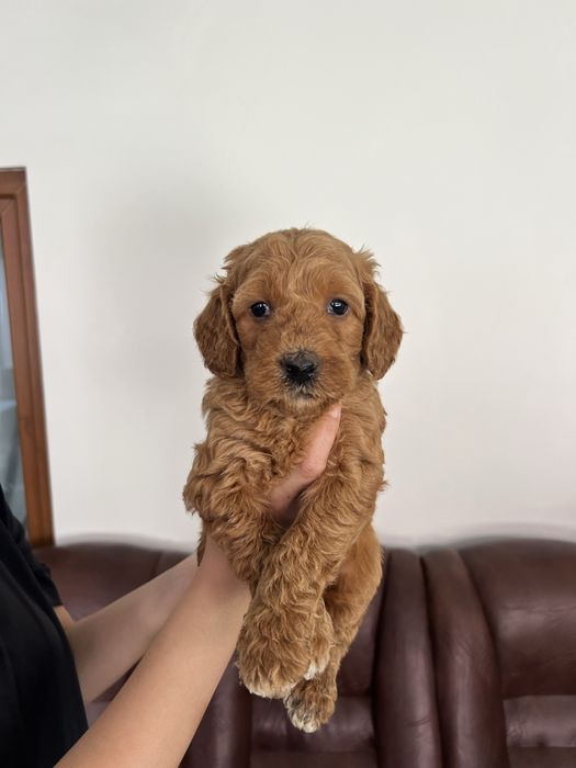 Goldendoodle F1B – pui disponibil pentru rezervare