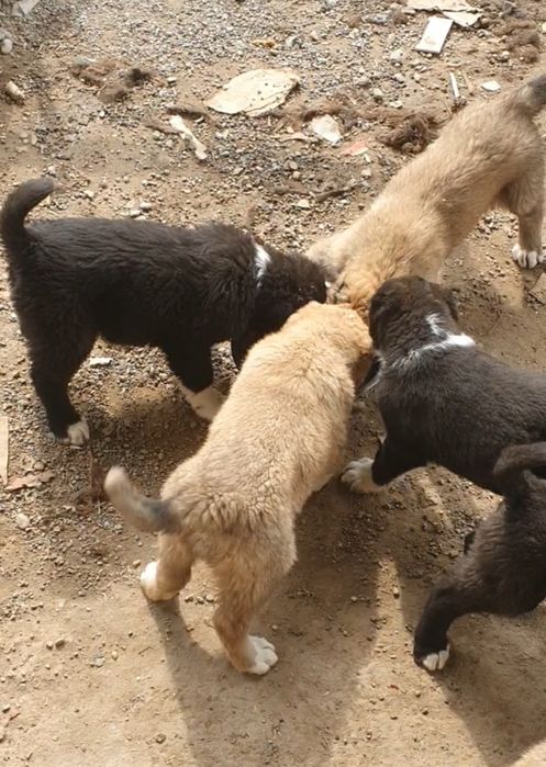 Төбет күшіктер сатылады