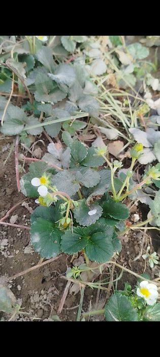 12 ой хосил берувчи кулупнай