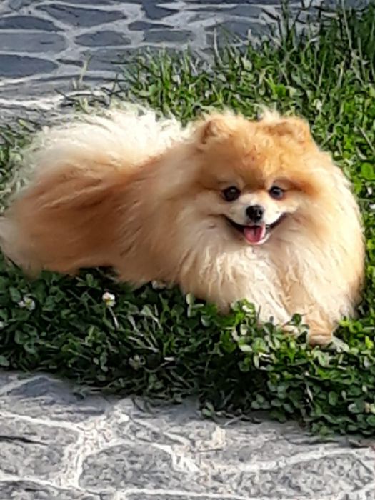 Померан мини момичета