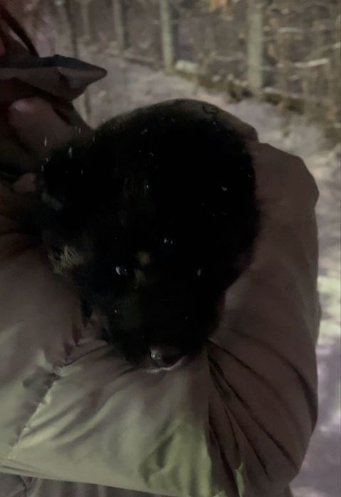 Собака , щенок мальчик