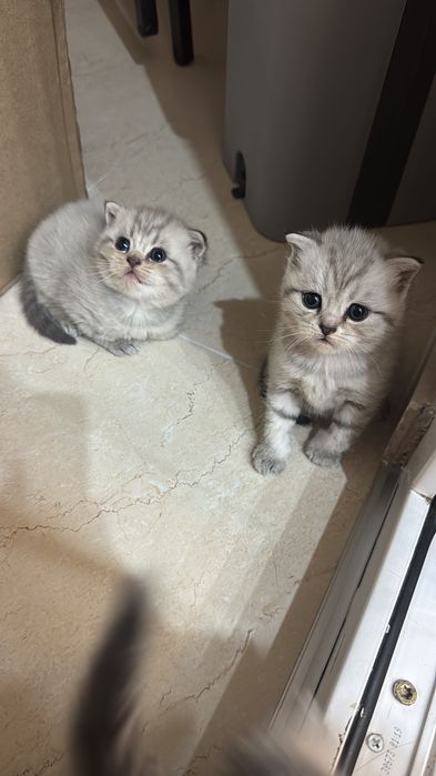 Шотландские котята