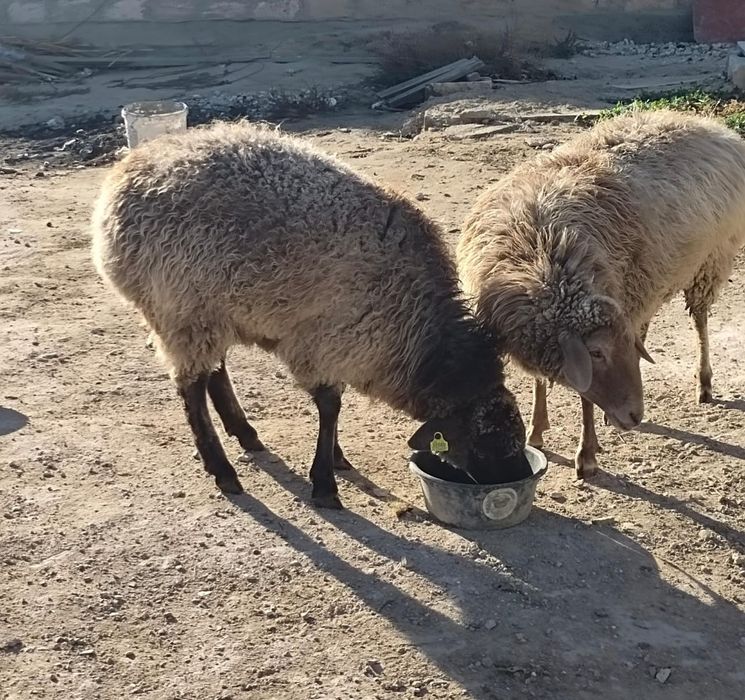 Ақтау қой.   сатылады екі қой бірге 150к