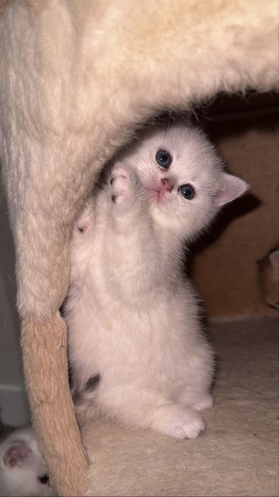 Серебристая шиншилла!