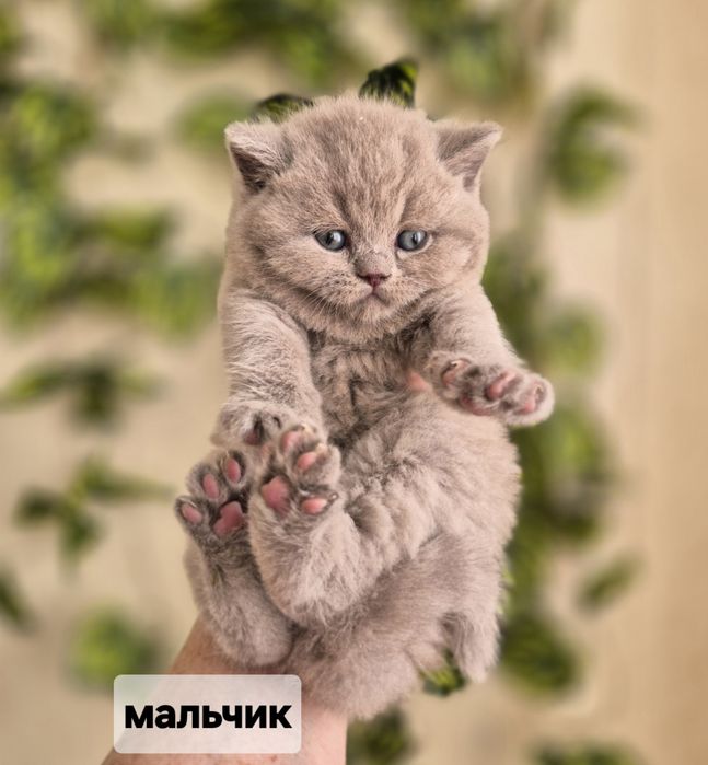 Продаётся  британский котенок