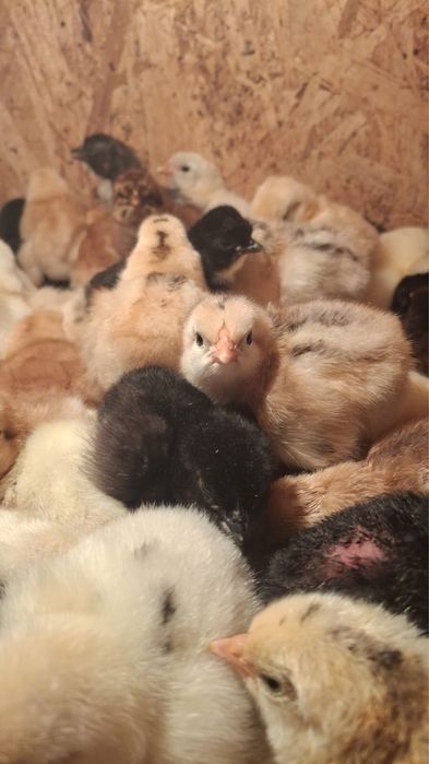 Продам суточных цыплят