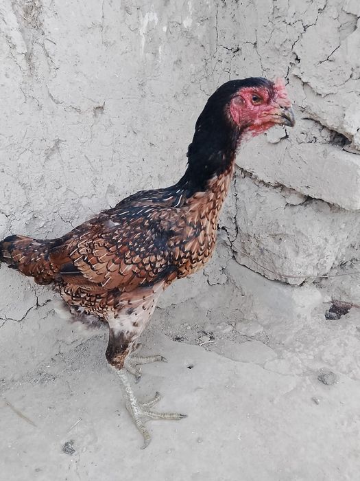 Продам курицу чисто вьетнам
