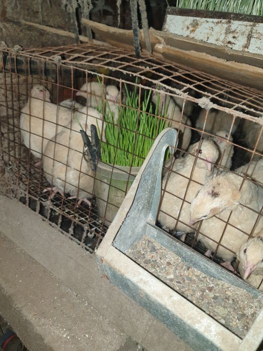 Инкубационные перепелиные яйца