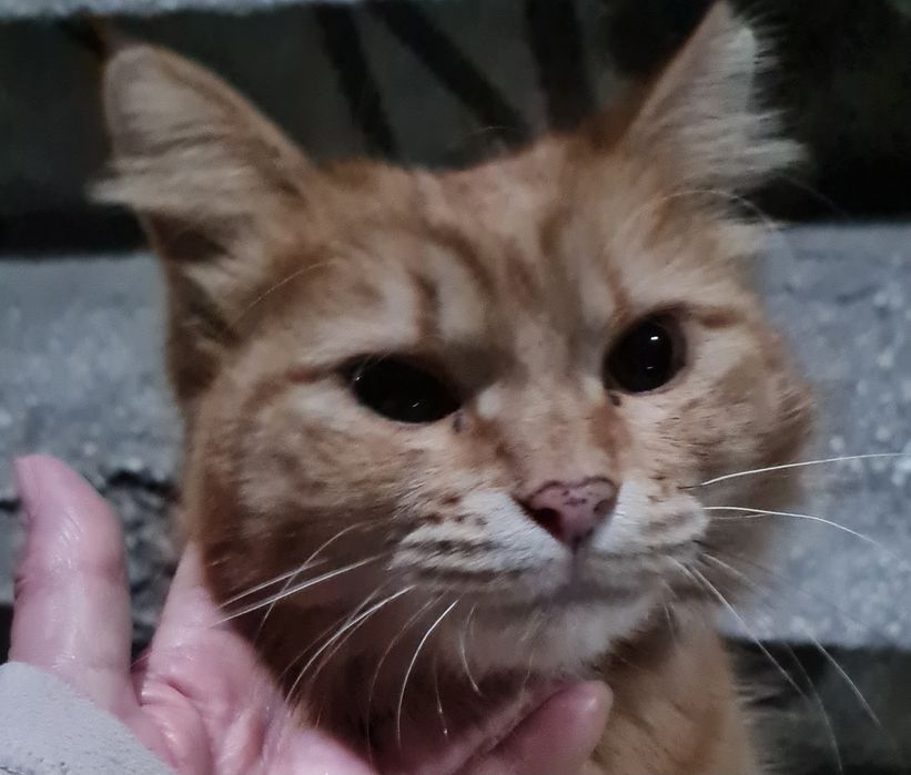 Отдам в добрые руки кошечку