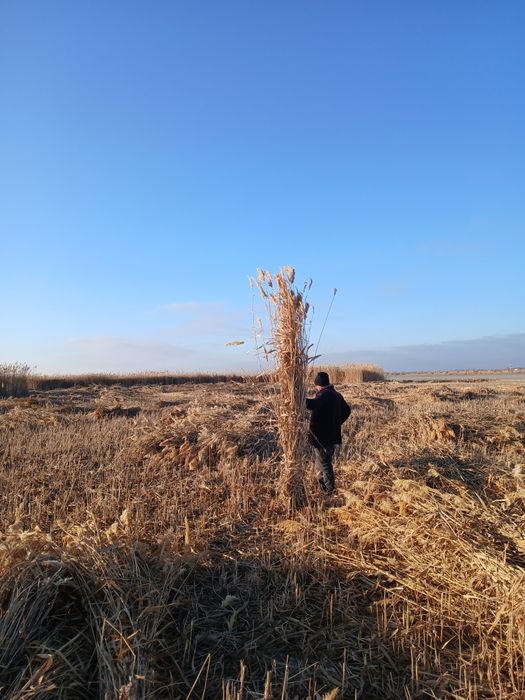 Qamish sotiladi narxini galishamiz.