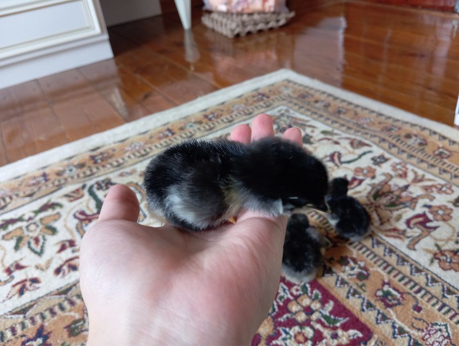 Джерсиский гигант балапандары сатылады