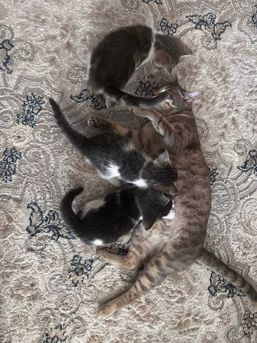 Отдадим в хорошие руки маму кошку и 2 котят!