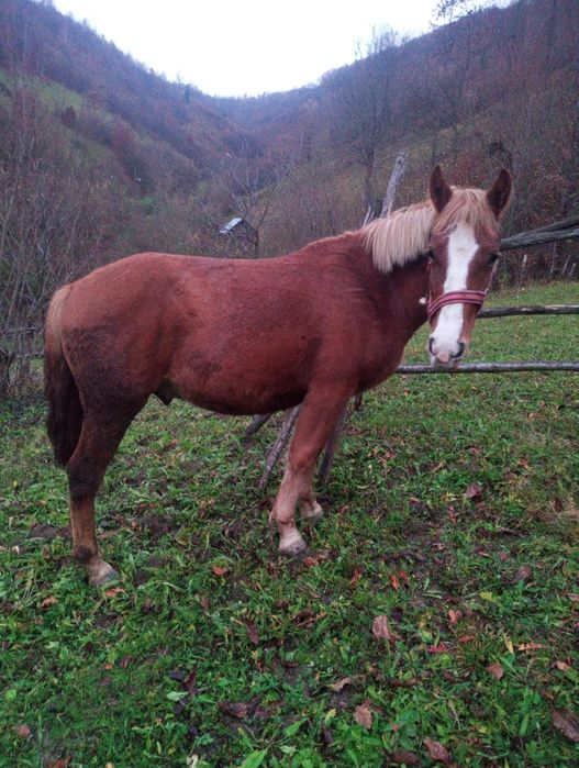 Mânz de vânzare de 1 an si jumătate