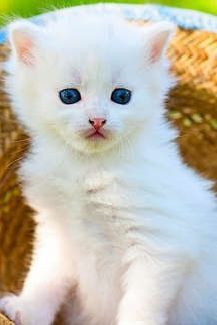 Мушукчалар срочно сотилади