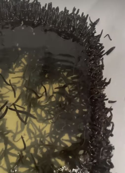 Пиявки оптом и в розницу!