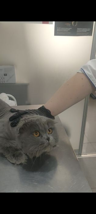 МЕГА Ласковый кот с принадлкжностями!