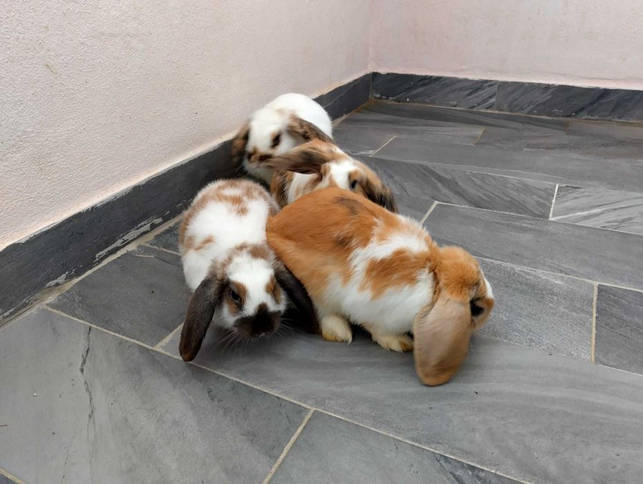 Vând Iepuri pitici rasa berbec