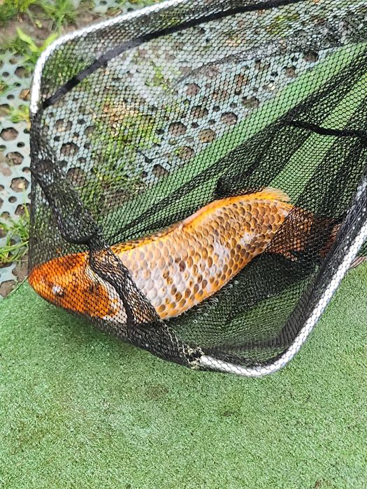 Vând pești crap koi, caraș