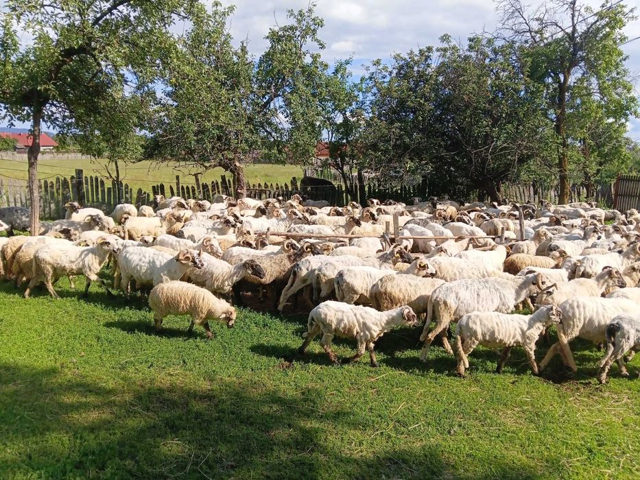 Oi, miei si berbeci de vanzare la Baia de Fier