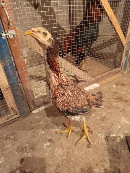 Дакан балапан( цыплята)