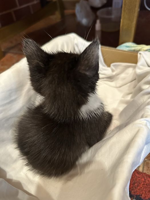 Отдадим котенка в добрые руки!!