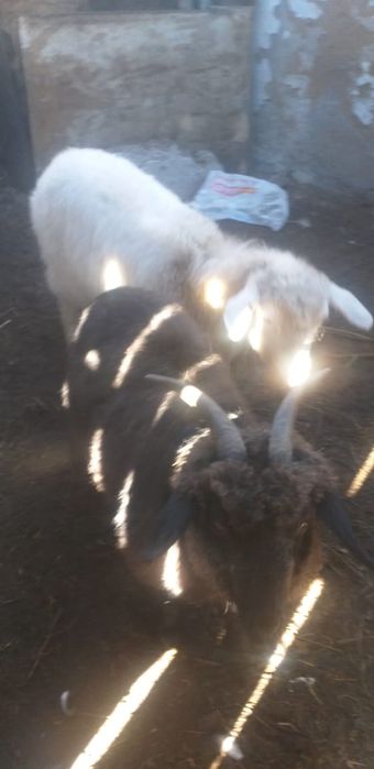 Продам коз село павлодарское