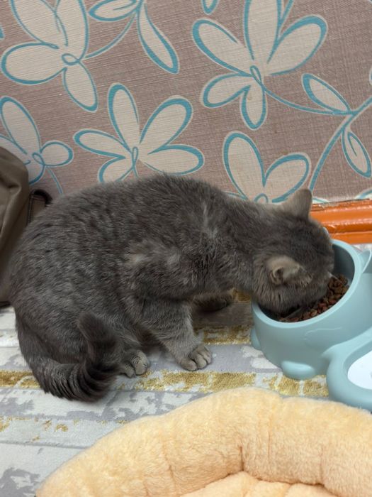 Британский кошка