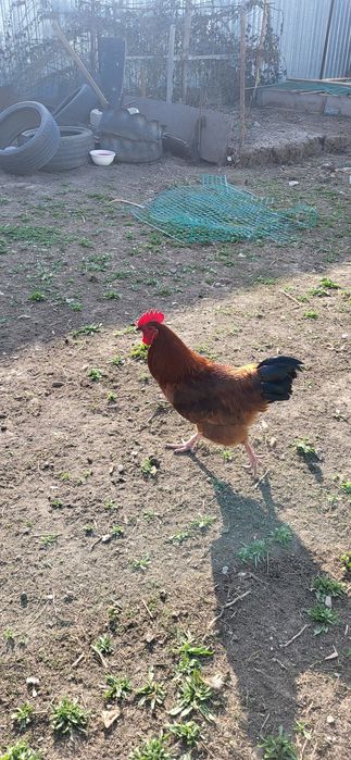 Петух 3-штук  молодой.