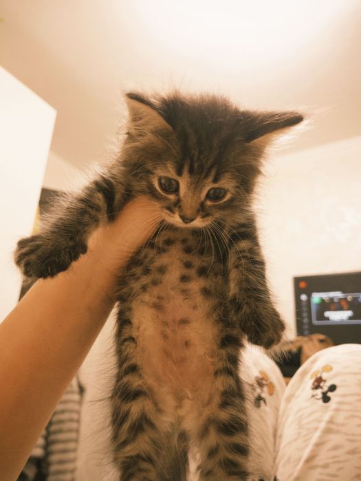 Кішкентай мысық)