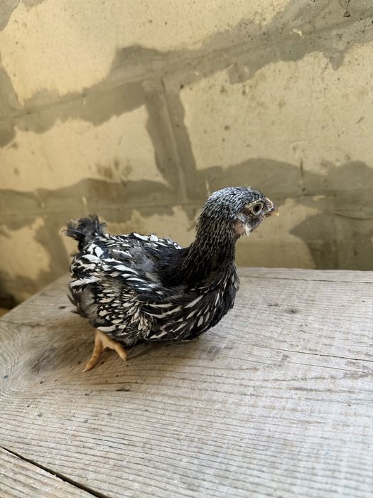 Wyandotte si Australorp negru 6 saptamani/4 saptamani