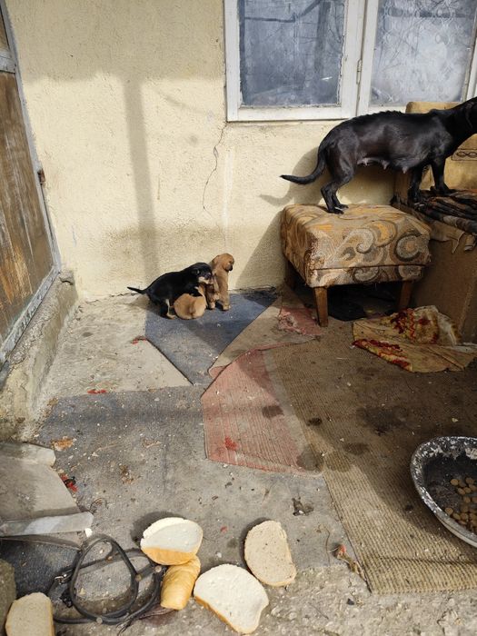 Подарявам кученца