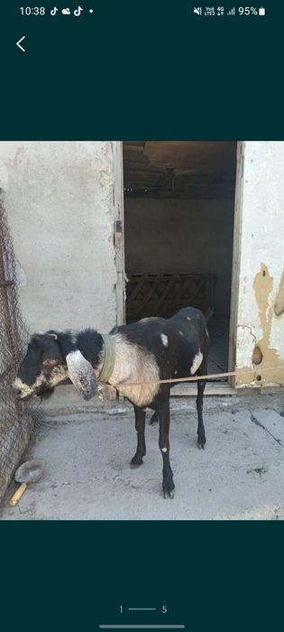 Теке    сатылады