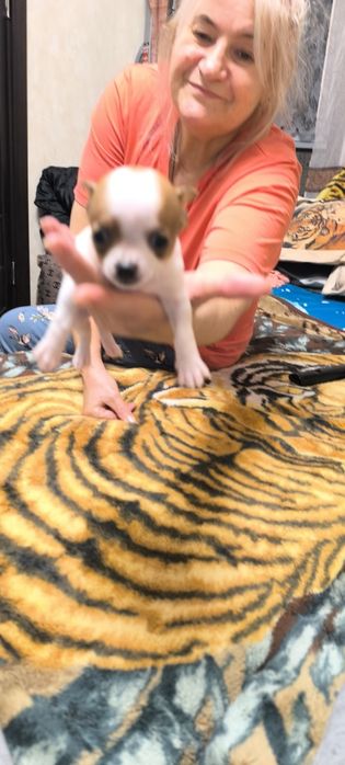 щенки чихуахуа три мальчика