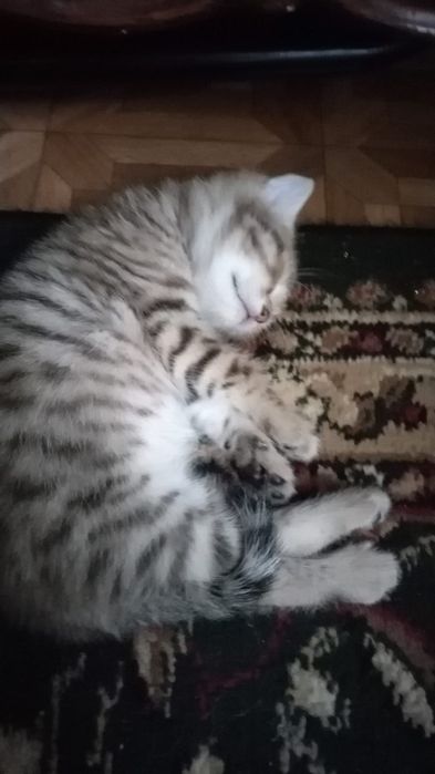 Котята в хорошие руки
