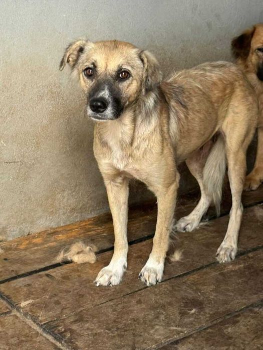 Adopta un caine - un sufletel are nevoie de stapan!