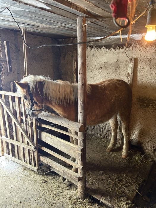 айырбас қара малға