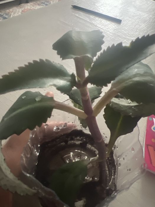 Продам коланхое лечебное