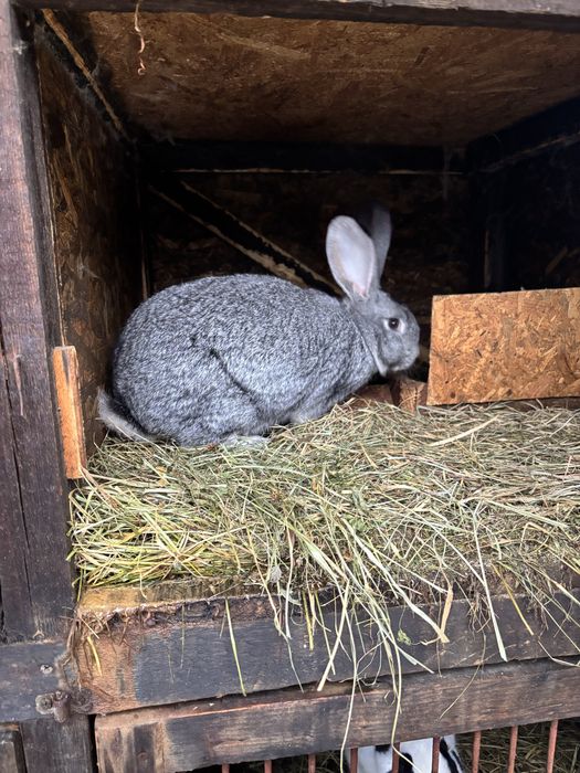 Urias german femela si mascul