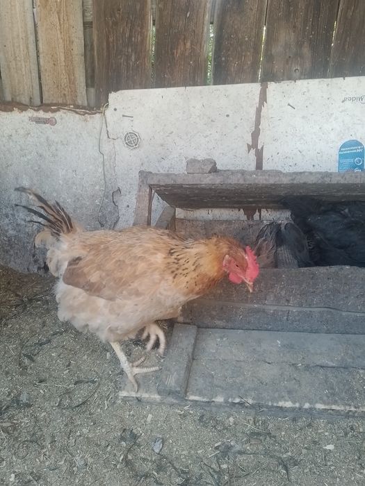 Продам курицу породы кучинские