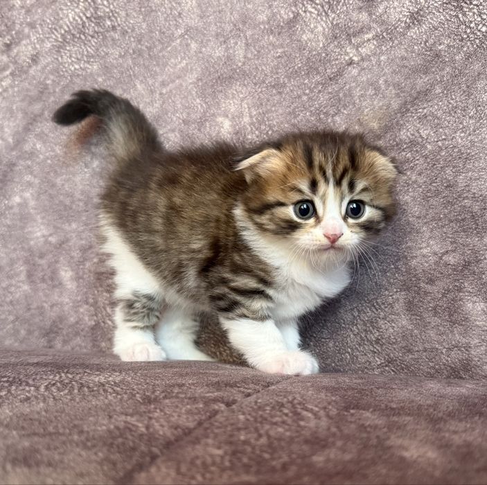 Котята Скоттиш фолд