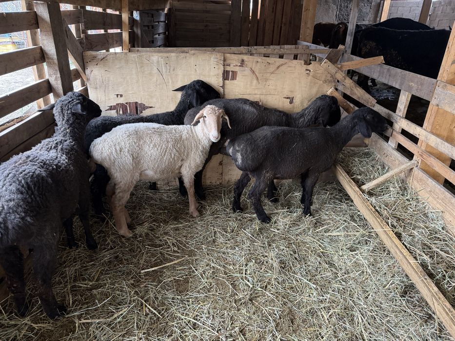 Продам баран с откорма . Козы с козлятами
