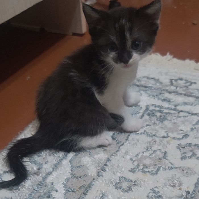 Срочно котята  в хорошие руки