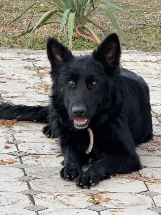 Немецкая овчарка зоти зор