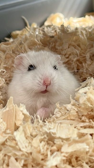 хомяк джунгарский