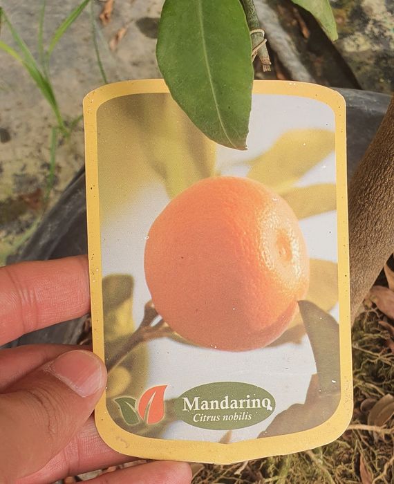 Мандарин дерево. Mandarin darahti