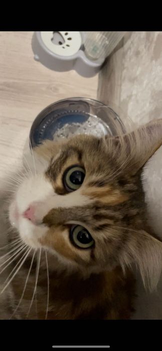 Найдена кошечка Мейн-Кун