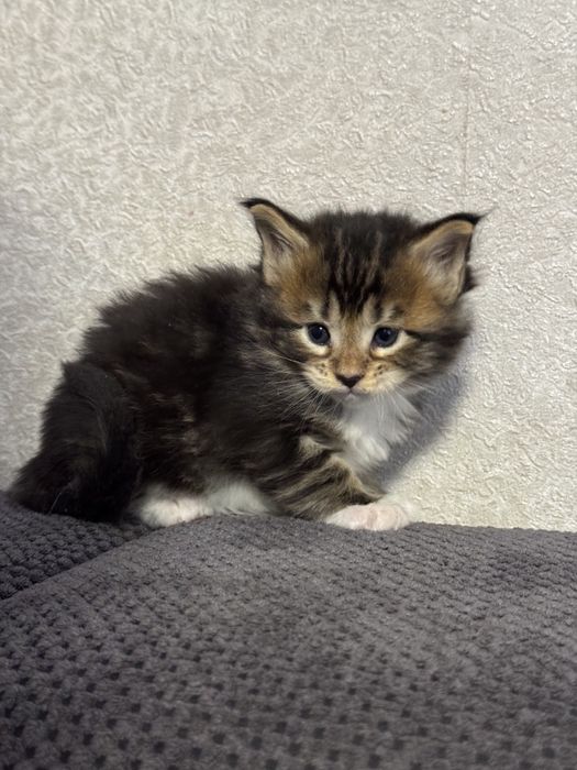 Котята Мейн-кун.